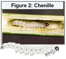 Le génie génétique: Principes et techniques